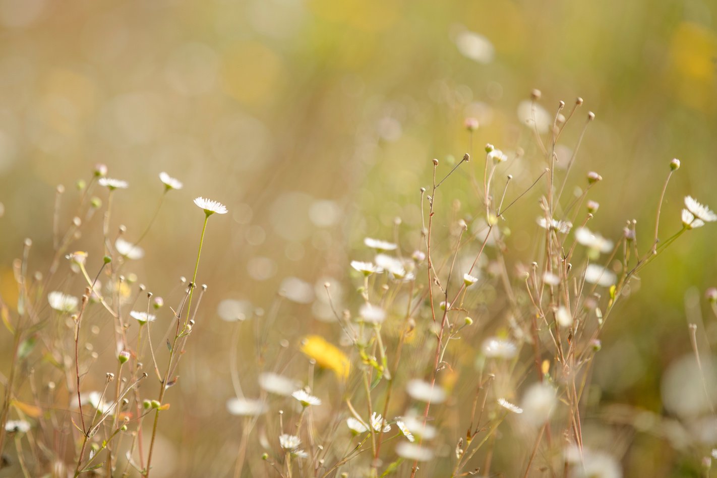 Natural healing flowers